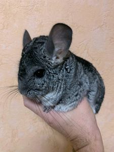 Шиншила