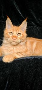 Рыжий мальчик мейн кун