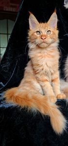 Рыжий мальчик мейн кун