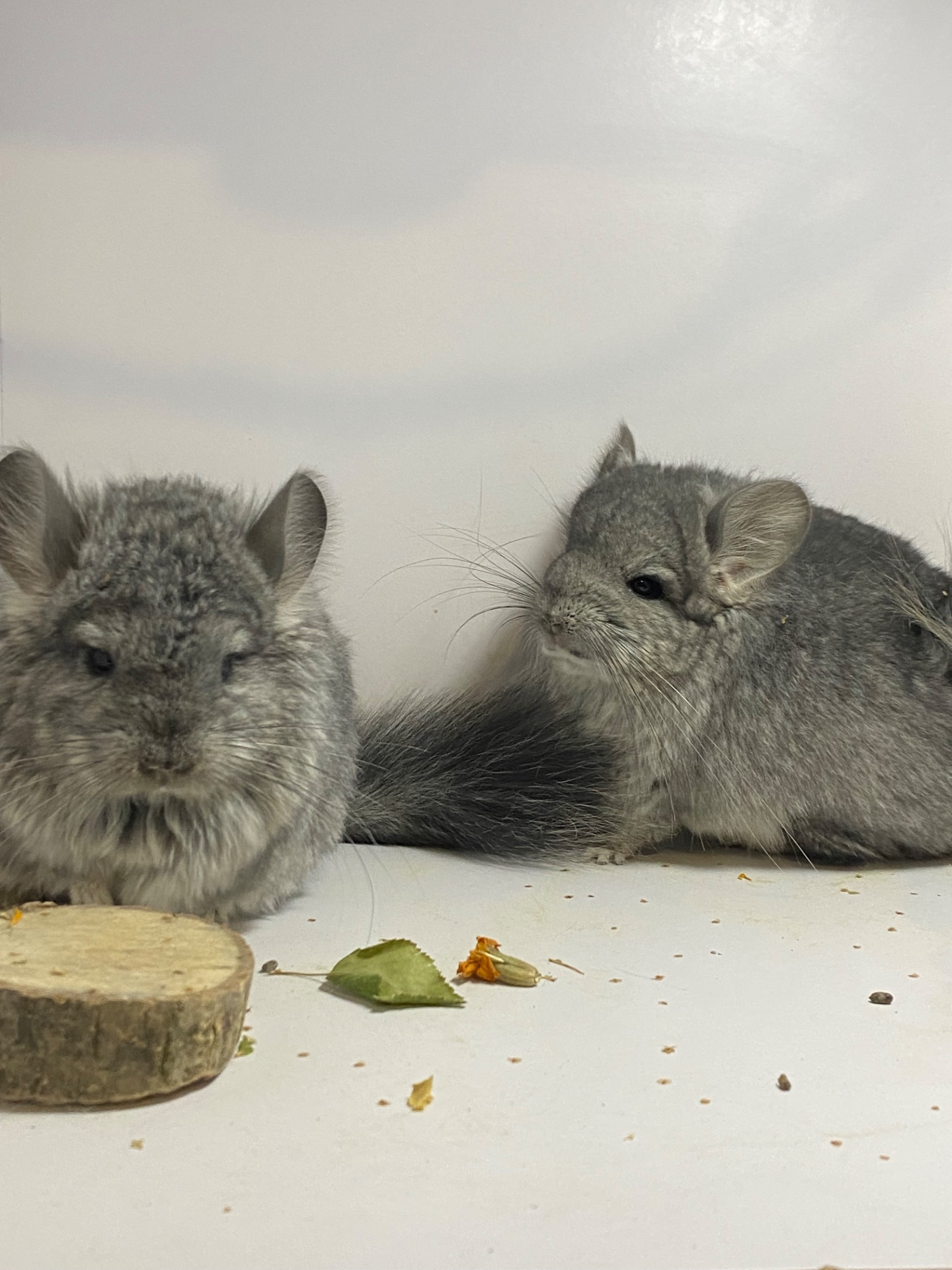 Шиншилла ангора мальчики и девочки