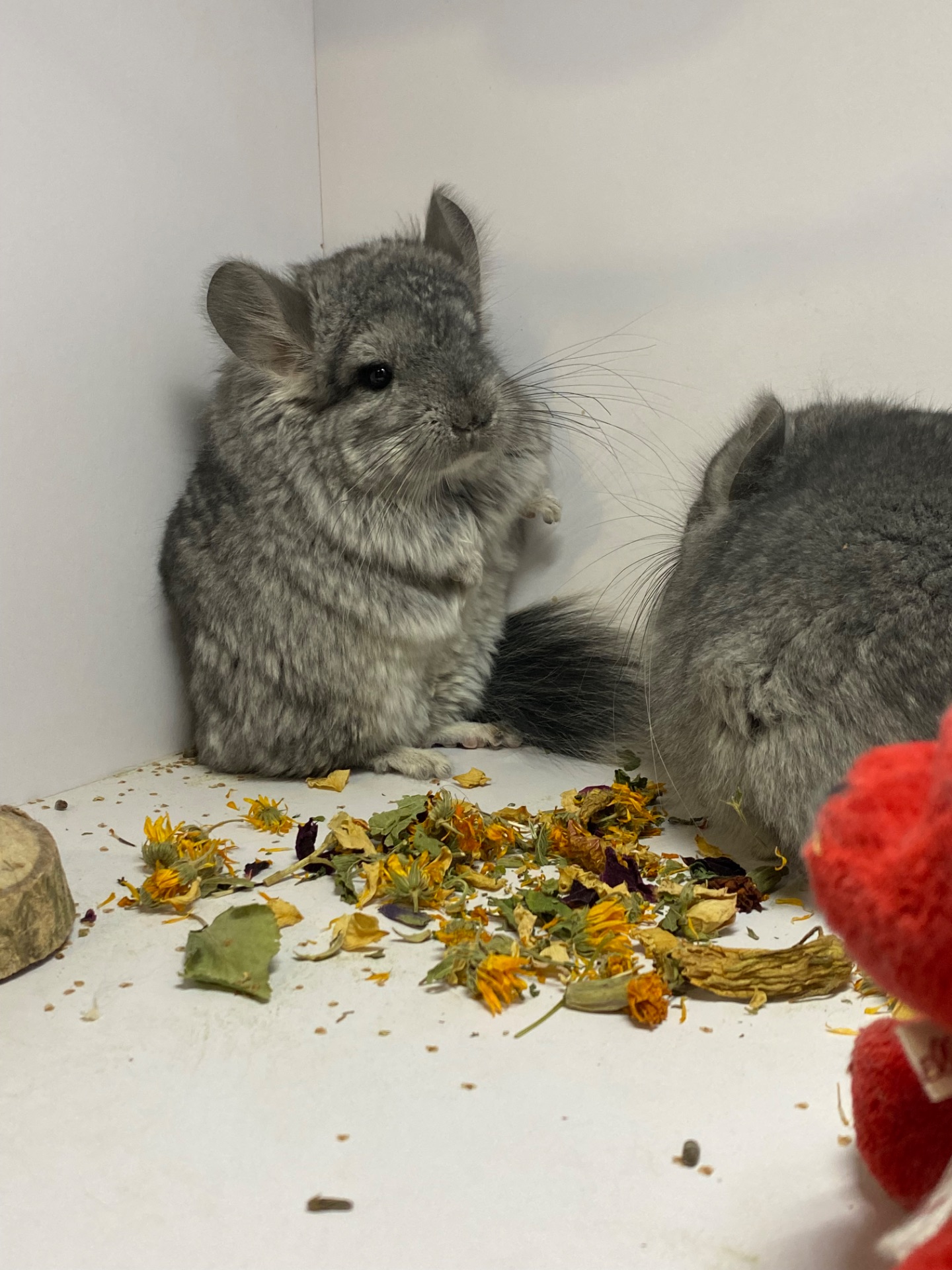 Шиншилла ангора мальчики и девочки