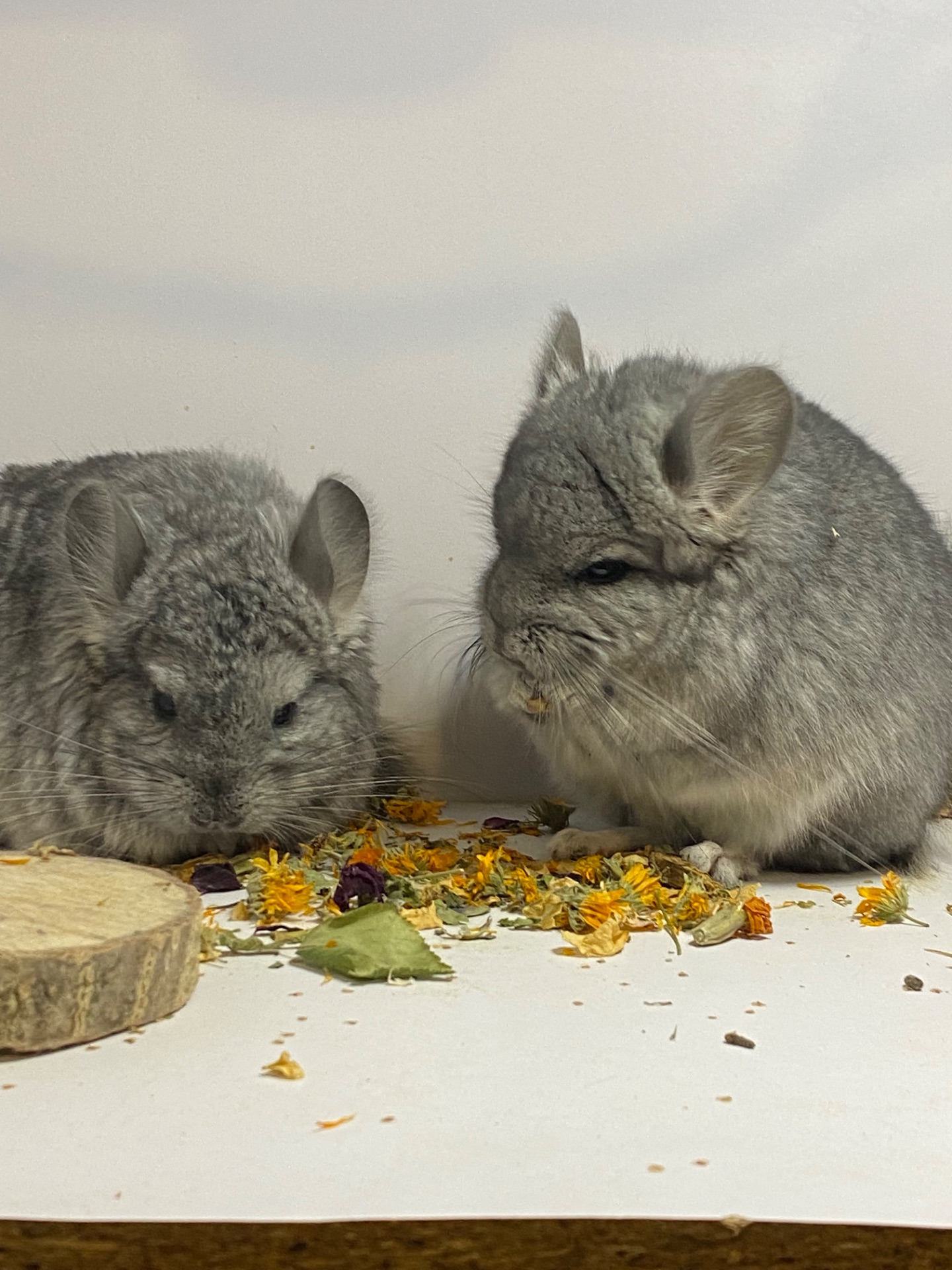 Шиншилла ангора мальчики и девочки