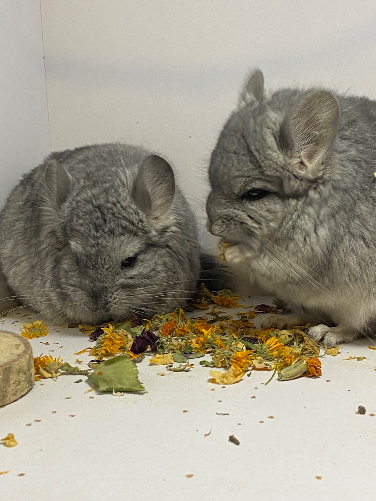 Шиншилла ангора мальчики и девочки