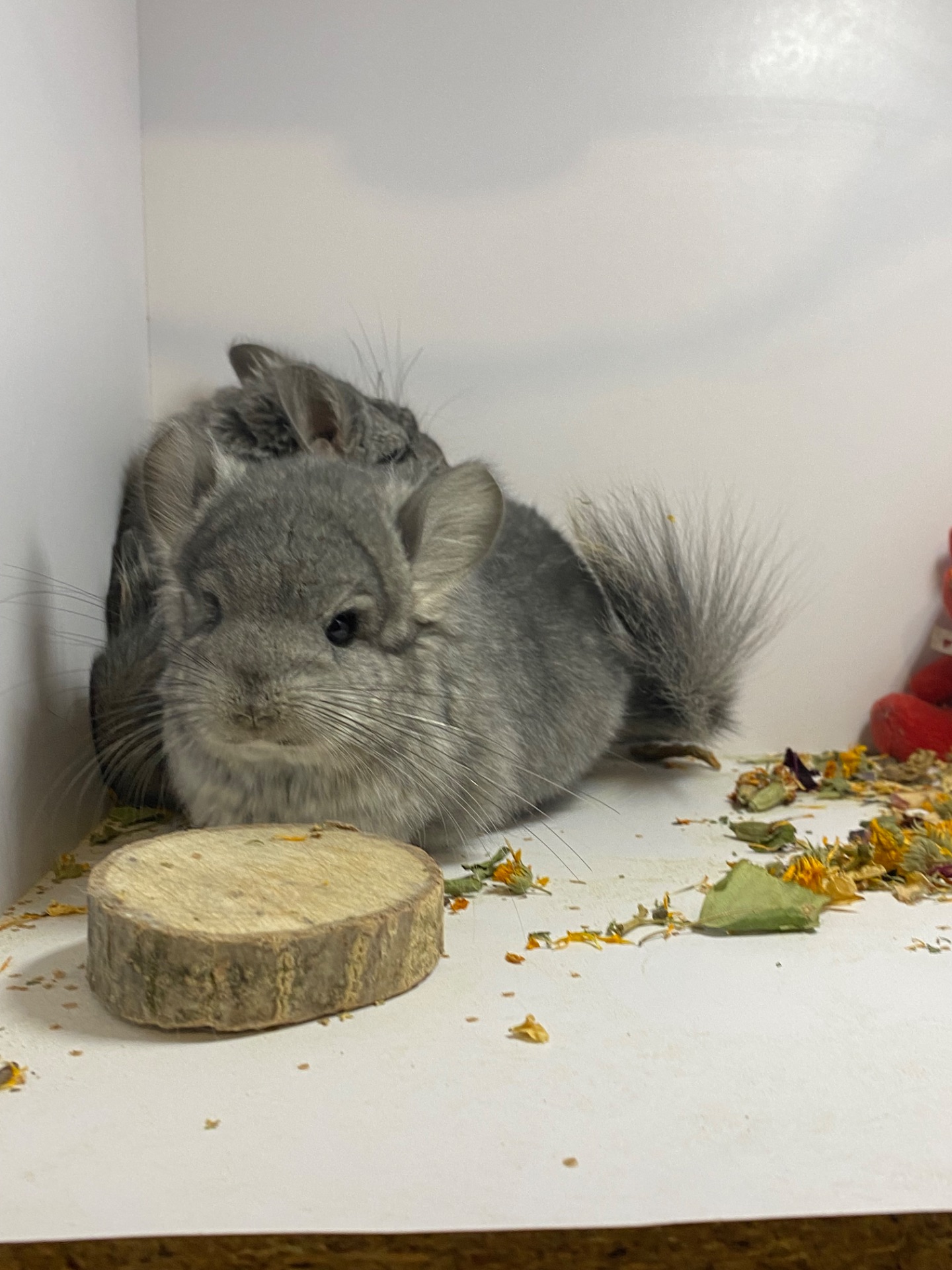 Шиншилла ангора мальчики и девочки