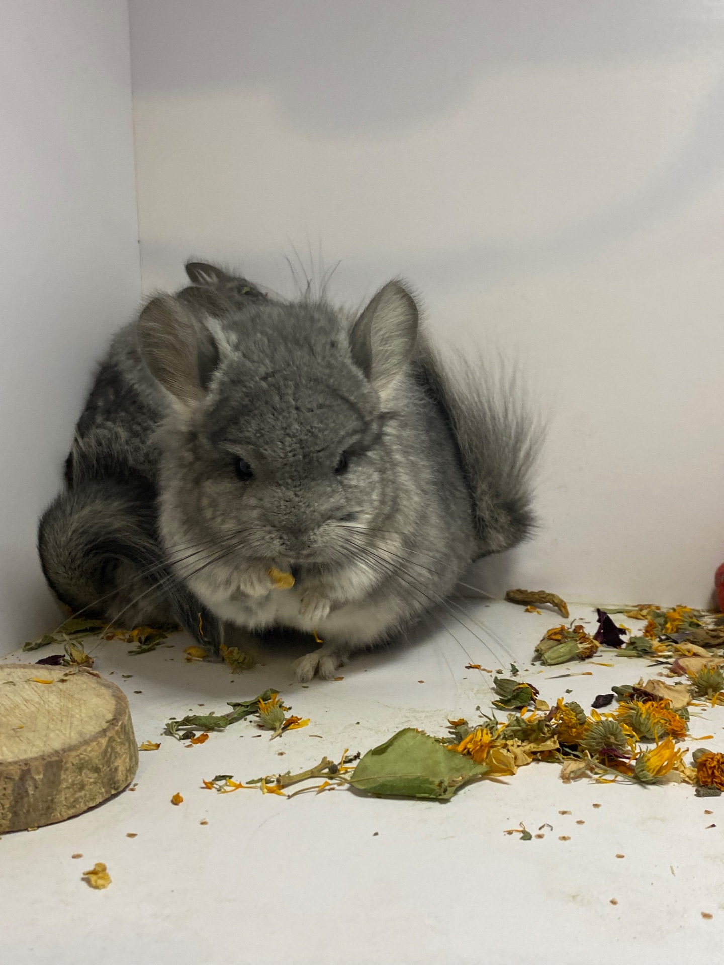 Шиншилла ангора мальчики и девочки