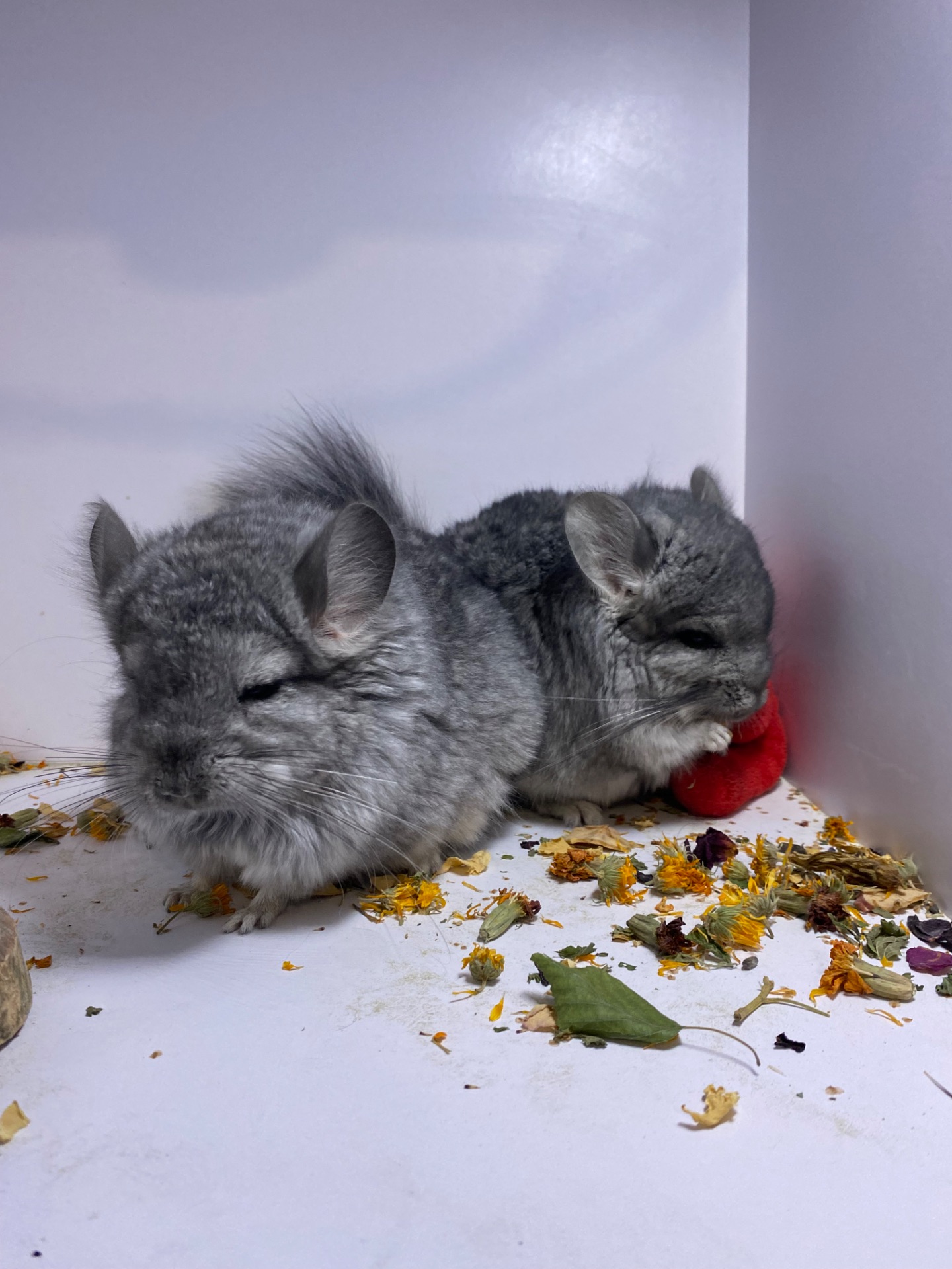 Шиншилла ангора мальчики и девочки