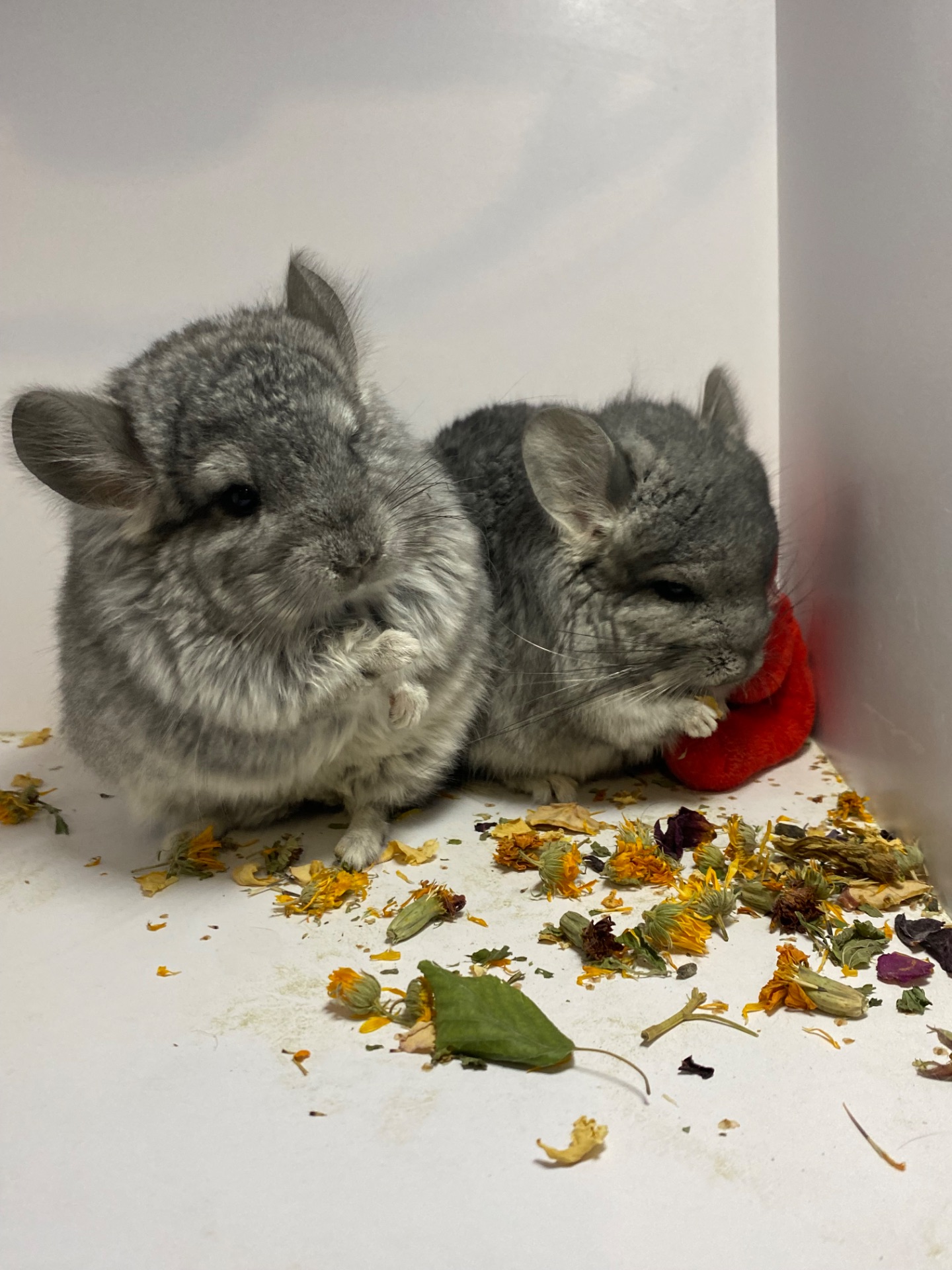 Шиншилла ангора мальчики и девочки