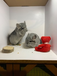 Шиншилла ангора мальчики и девочки