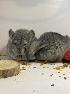 Шиншилла ангора мальчики и девочки