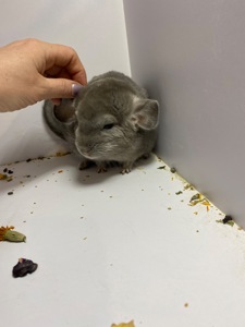 Шиншилла мальчик фиолет