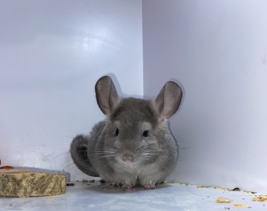 Шиншилла мальчик фиолет