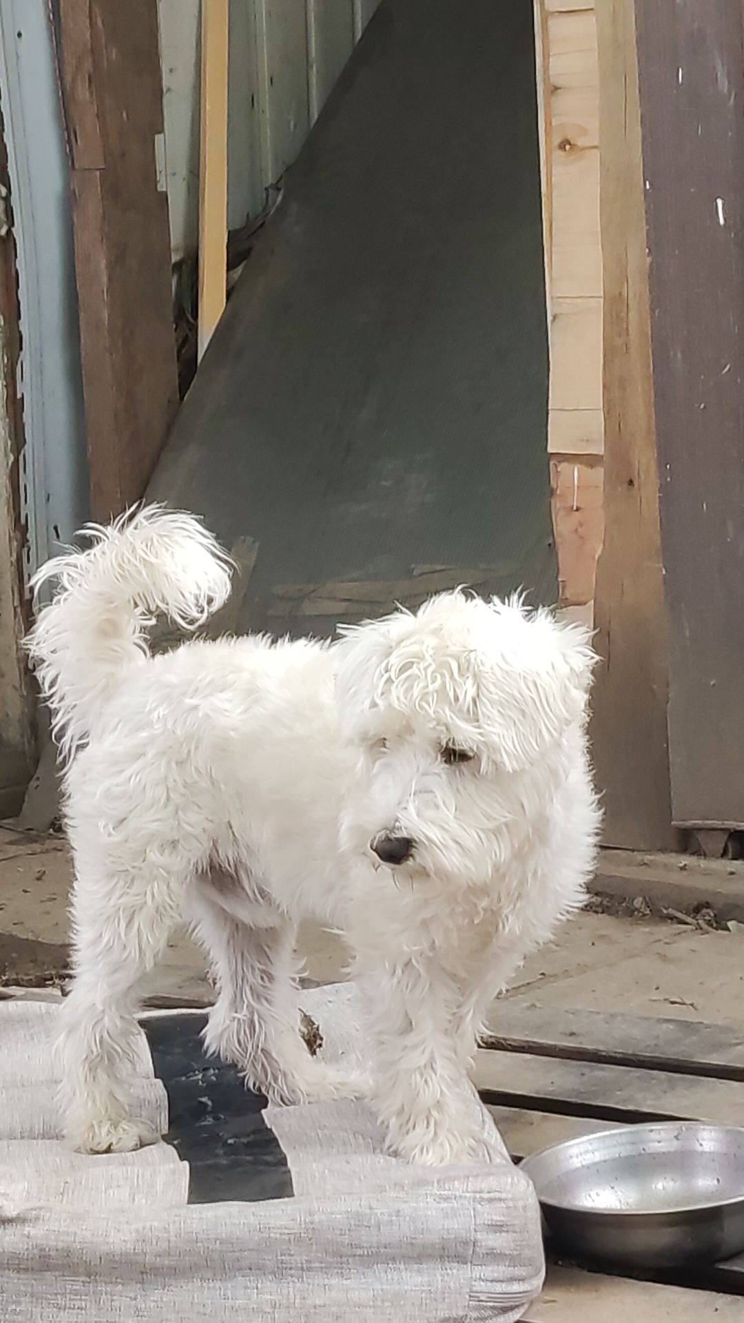 Том