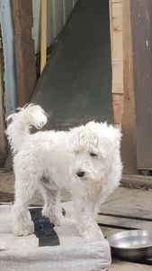 Том