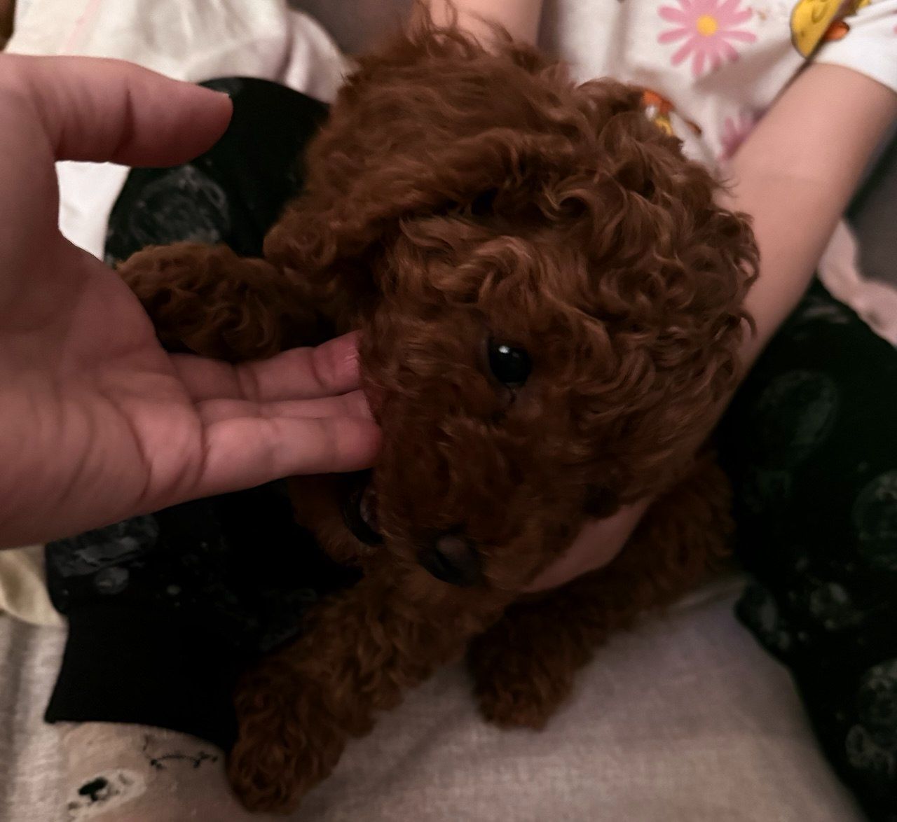 Щенок той пудель ред браун Китай