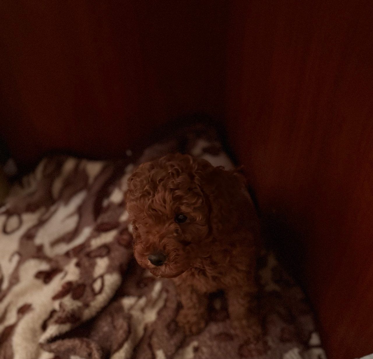 Щенок той пудель ред браун Китай