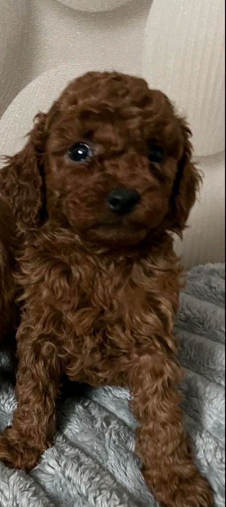 Щенок той пудель ред браун Китай