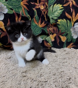 Яскраве Шотландске кошеня