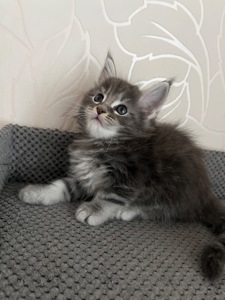 Кошеня Мейн-кун дівчинка блакитний мармур