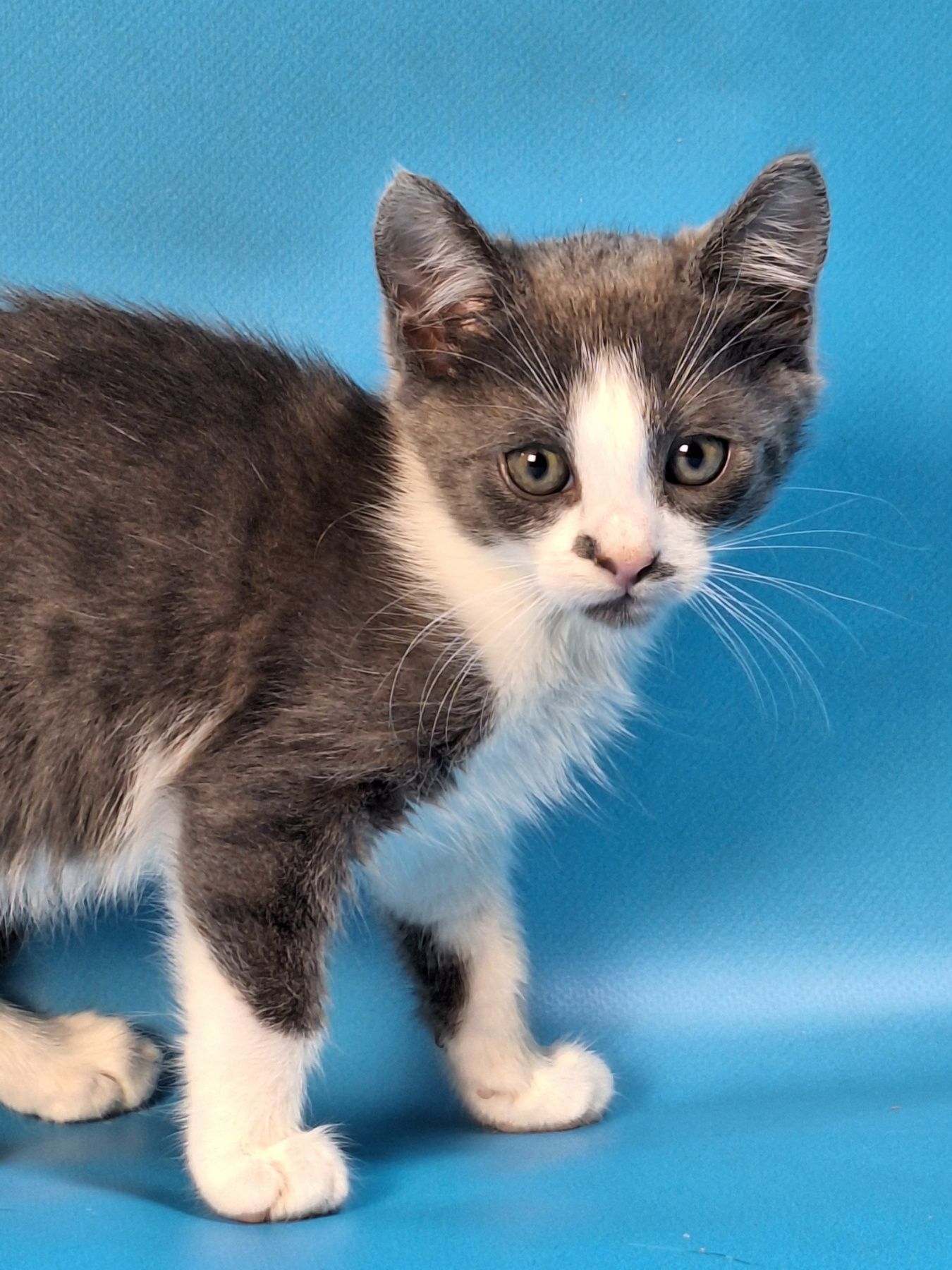 Тея, 2,5 місяці