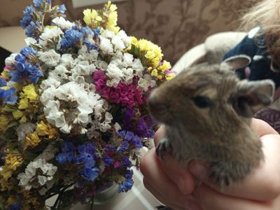 Білочки дегу
