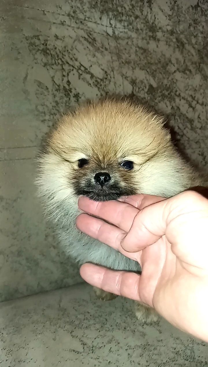 Померанский шпіц