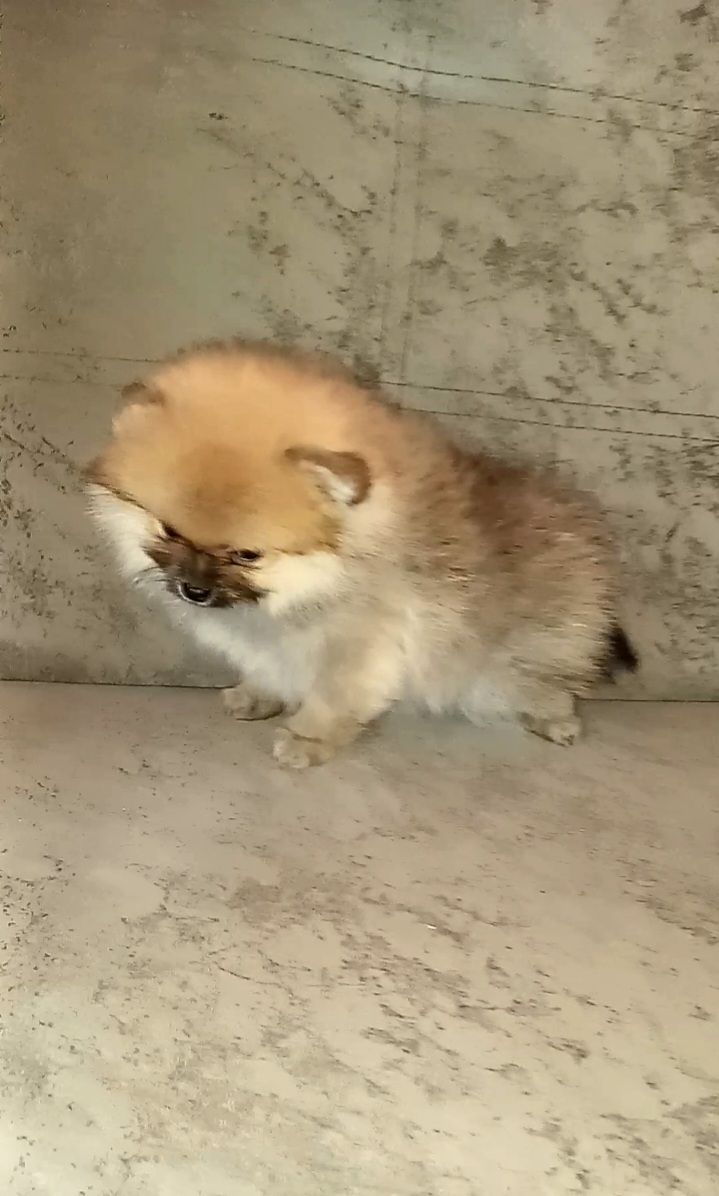 Померанский шпіц