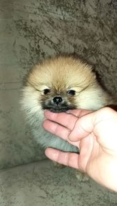 Померанский шпіц