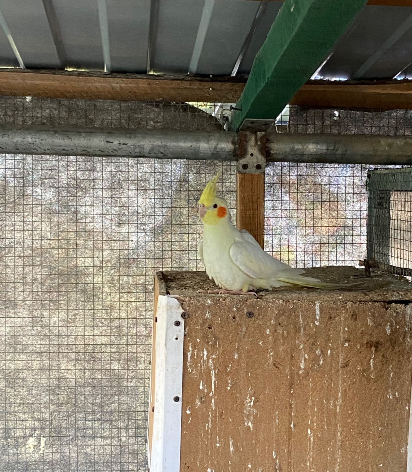 Молодь корелла