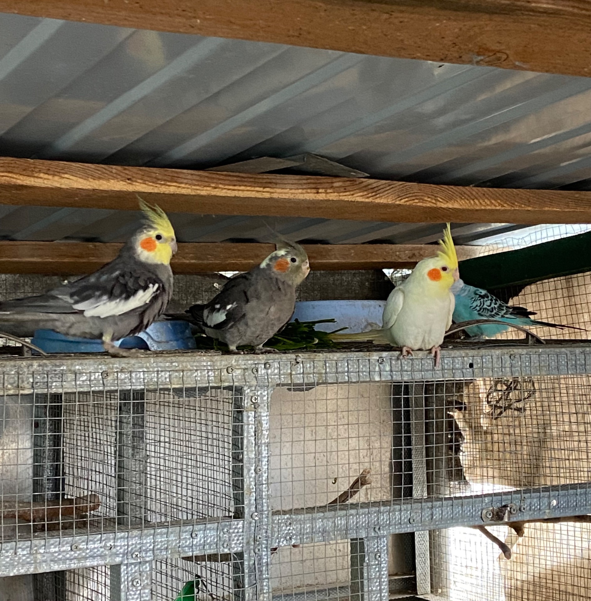 Молодь корелла