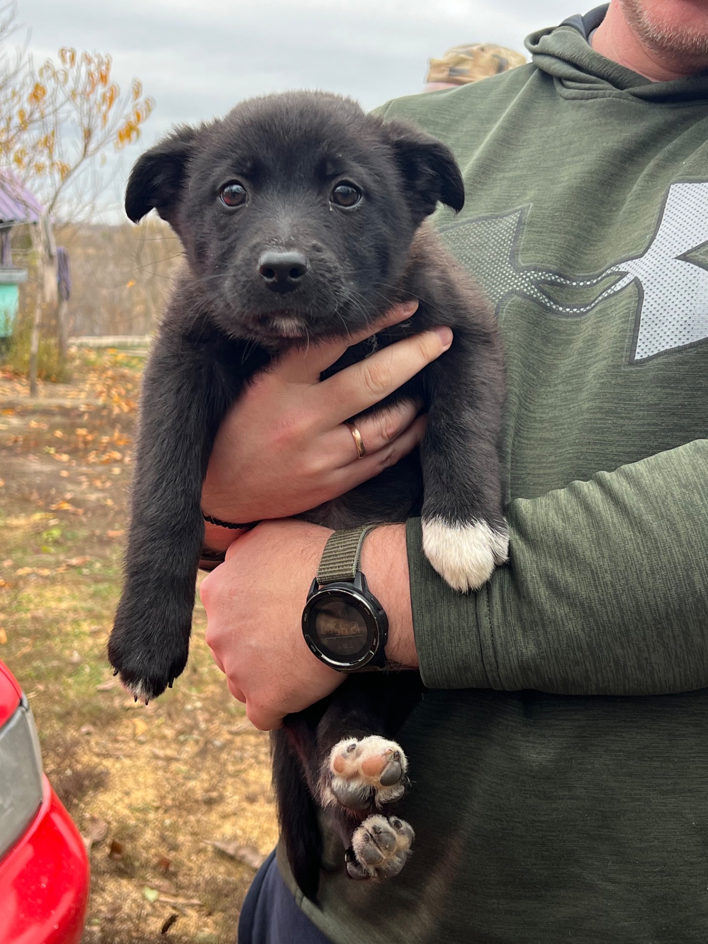 Цуценята лайки