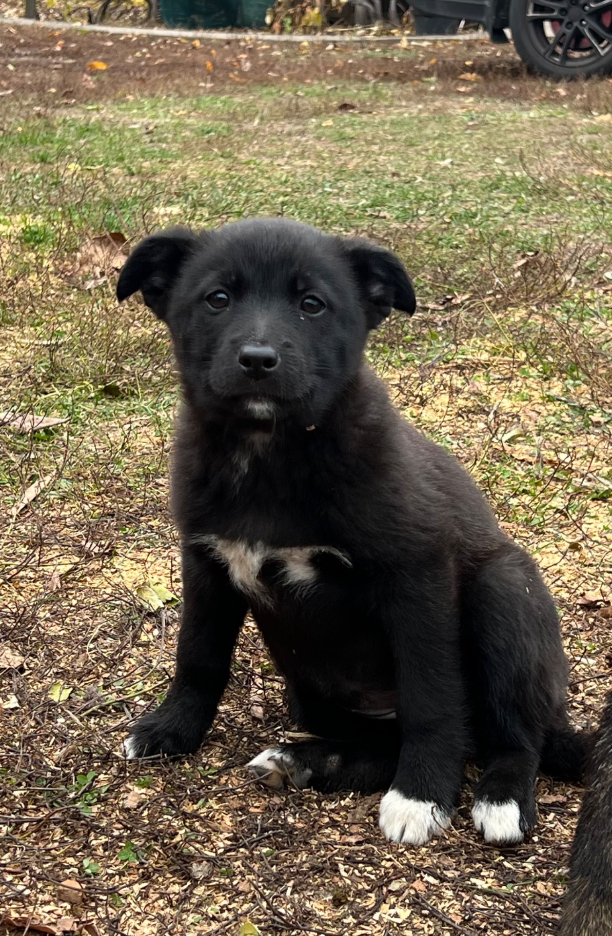 Цуценята лайки