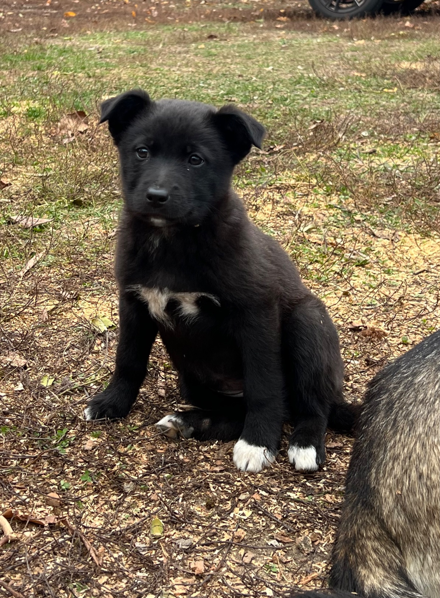 Цуценята лайки