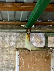 Молодь корелла