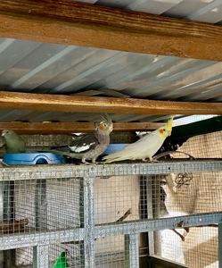 Молодь корелла