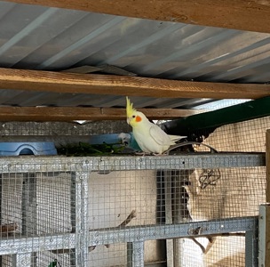 Молодь корелла