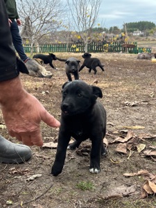 Цуценята лайки