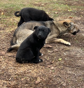 Цуценята лайки