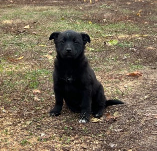 Цуценята лайки