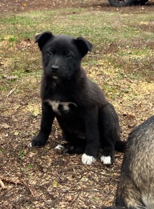 Цуценята лайки