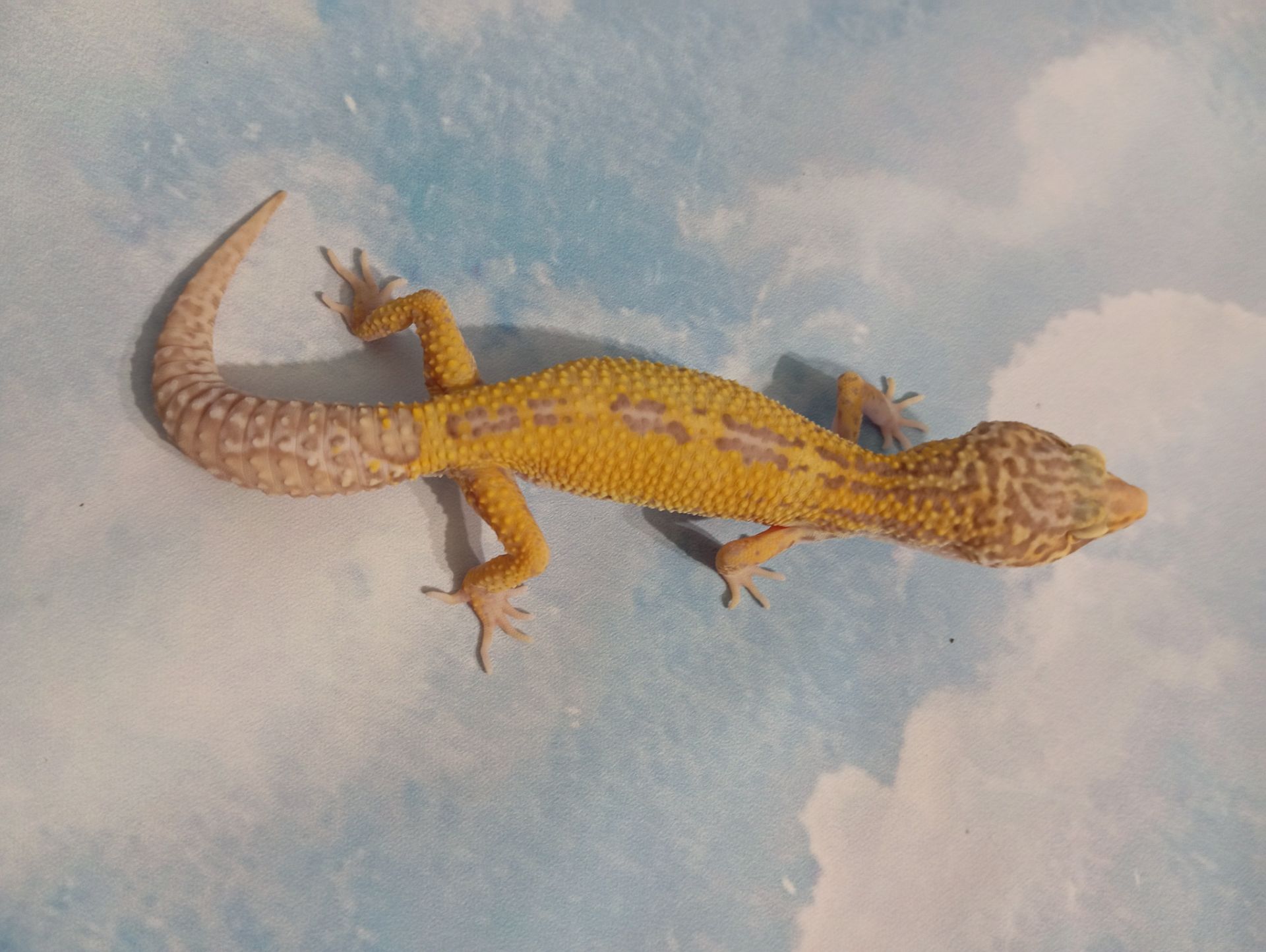 Эублефар. Леопардовый геккон