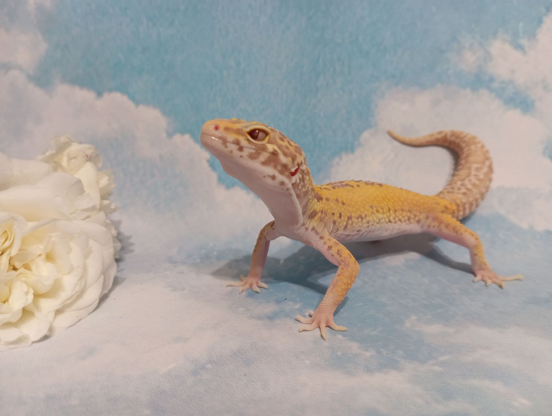 Эублефар. Леопардовый геккон