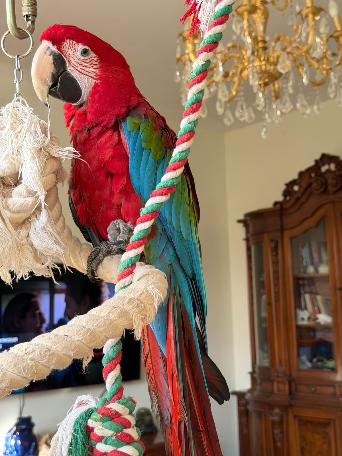 Ара, зеленокрылый мальчик 1 год