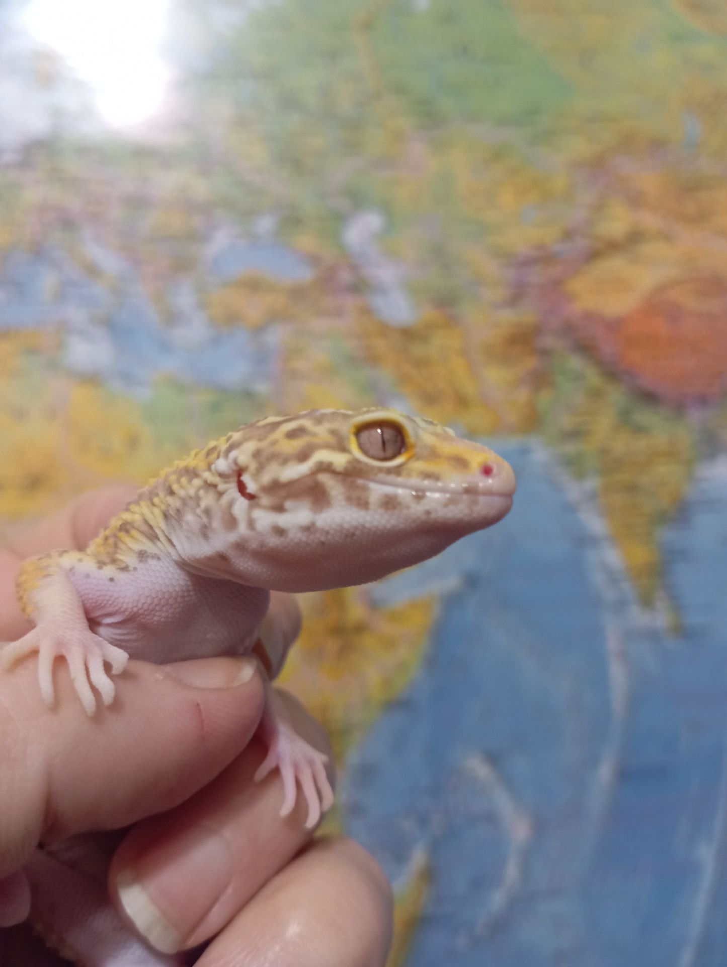 Эублефар. Леопардовый геккон