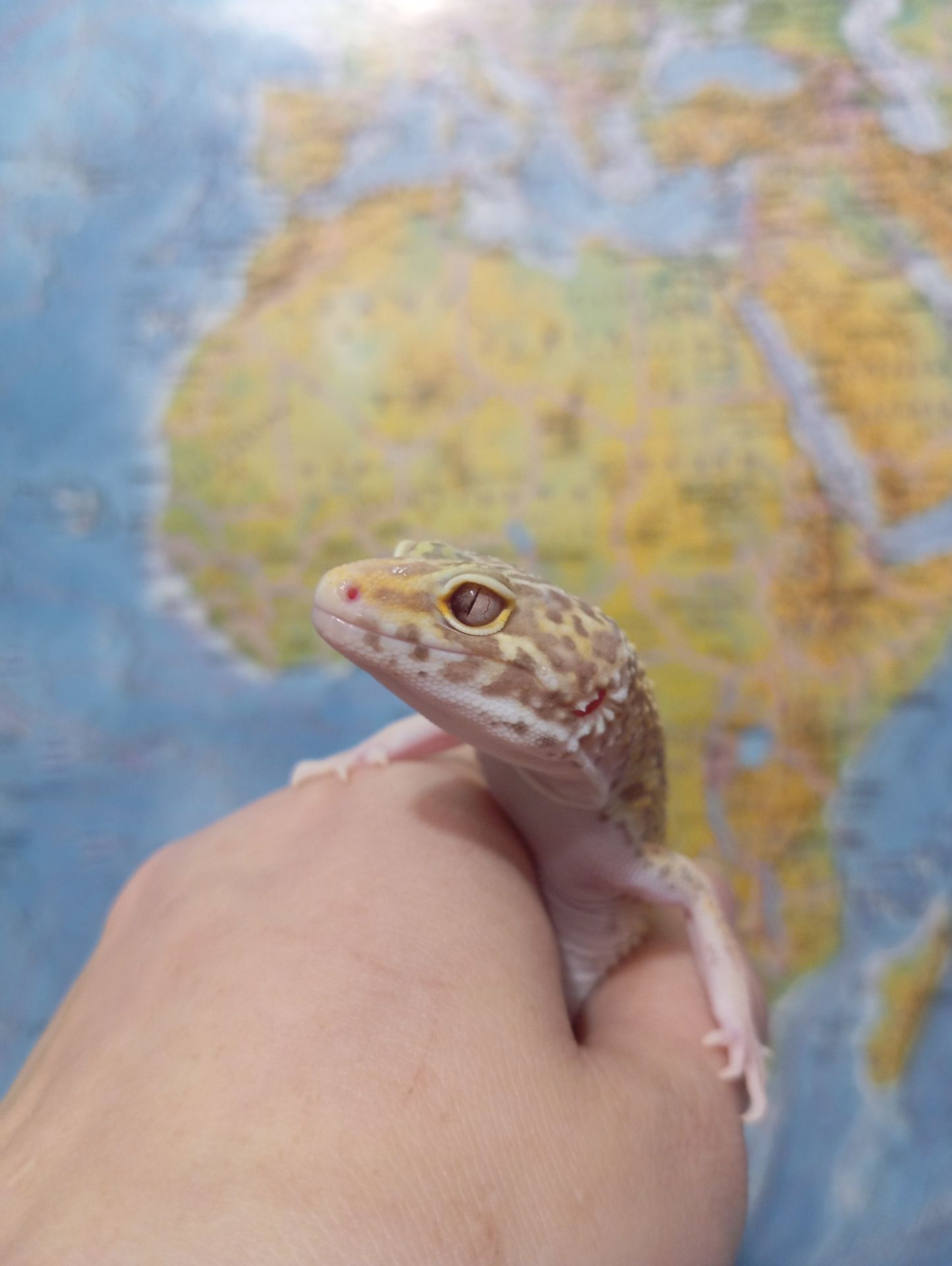 Эублефар. Леопардовый геккон