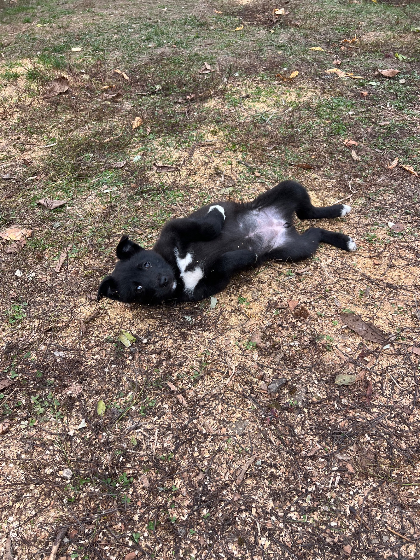 Цуценята лайки