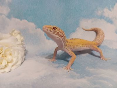Эублефар. Леопардовый геккон