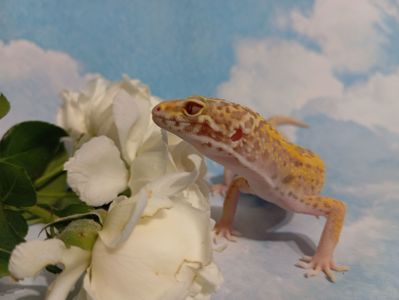 Эублефар. Леопардовый геккон