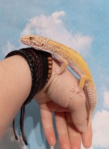 Эублефар. Леопардовый геккон