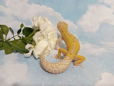 Эублефар. Леопардовый геккон