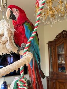 Ара, сине зеленый мальчик 1 год